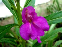 Impatiens balsamina 28 08 2009.JPG