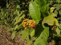 Ixora brachypoda.jpg