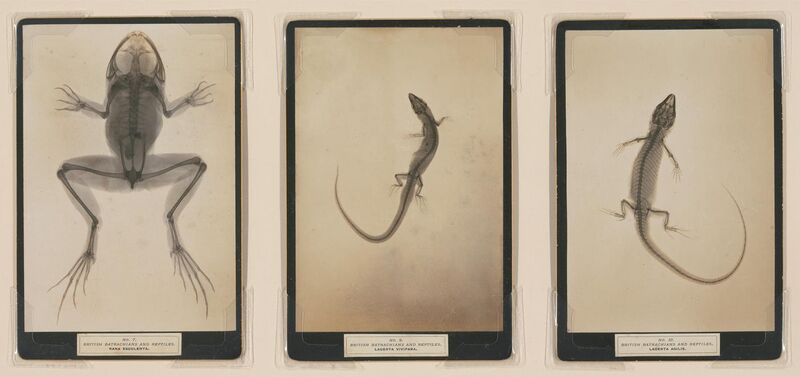 File:James Green & James H. Gardiner - Sciagraphs of British Batrachians and Reptiles - 1897 - Ycba f6c56349-13da-4efc-a671-e40af53b0823.jpg