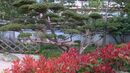 Japanese garden Monaco (topiary near the zen garden).jpg