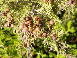Juniperus phoenicea berries.jpg