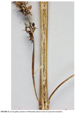 A stalk of ''Lysimachia thyrsiflora'' with a larva of ''Phalonidia udana'' inside, against a white background. The stem has a crack running down its center, and the larva is located inside it. Text on the bottom says: FIGURE 11. Larval gallery and larva of ''Phalonidia udana'' in stem of ''Lysimachia thyrsiflora''.