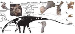 Lavocatisaurus agrioensis.jpg