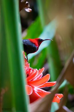 Magnificent Sunbird Male.jpg