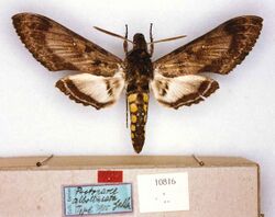 Manduca albolineata type (Peru, Chanchamayo) (CMNH) male upperside and labels.jpg