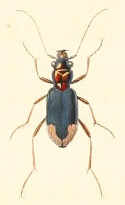 Megacephala spixii.jpg