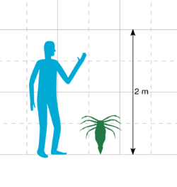 Size comparison of ''Megarachne'' and a human