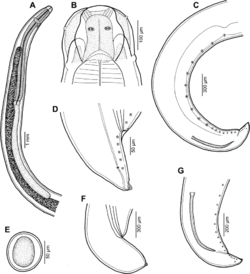 Moravec & Justine Anisakidae 2020 parasite200028-fig15.png