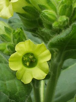 Native American tobacco flower.jpg