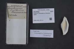 Naturalis Biodiversity Center - RMNH.MOL.187111 - Cyphoma intermedium (Sowerby, 1828) - Ovulidae - Mollusc shell.jpeg