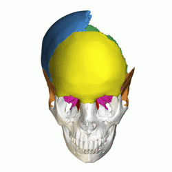 Neurocranium - superior view - animation03.gif
