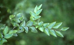 Nothofagus nitida.jpg