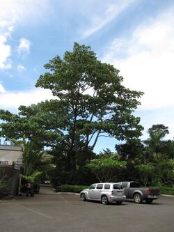 Ochroma pyramidale Maui.jpg