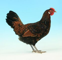 Old English Pheasant Fowl.jpg