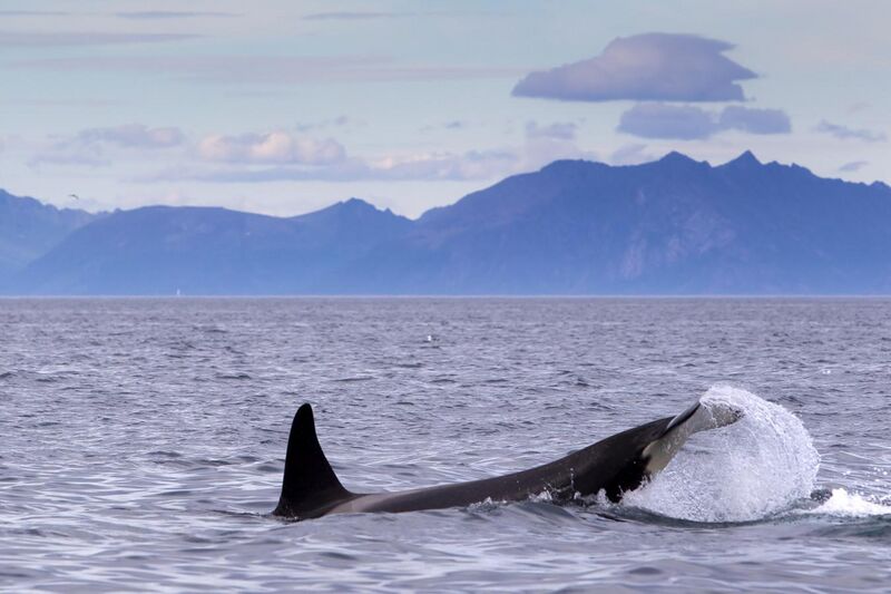 File:Orcinus orca (Vestfjord).jpg