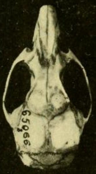 File:Oryzomys couesi aquaticus dorsal.png