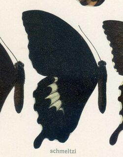 PapilioschmeltziHerrich-Schäffer, 1869.jpg