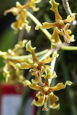 Paraphalaenopsis labukensis - Flickr 003.jpg