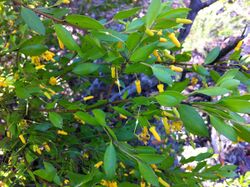 Persoonia oblongata foliage and flowers.jpg