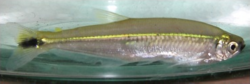 Image description: Piabucus melanostoma, a rather slender fish with a body shape like a minnow's. It has a relatively deep chest and silver-yellow scales. Its fins are transparent, with the exception of a spot of color in the middle of its tail fin. There is a reflective yellow-green line running down its side. End image description.