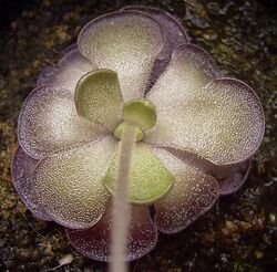 Pinguicula cyclosecta summer.jpg