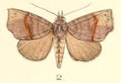 Pl.5-02-Thalatta fasciosa Moore 1882.JPG