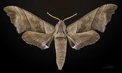 Polyptychus trilineatus MHNT CUT 2010 0 17 Doi Inthanon Chiang Mai Thailande dorsal.jpg