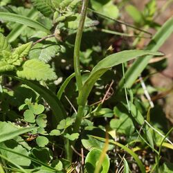 Ponerorchis joo-iokiana (leaf).jpg