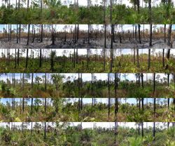 Prescribed Fire Transition Panoramic (5018062644).jpg