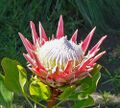 Protea cynaroides 5.jpg
