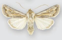 Protogygia comstocki (female).JPG