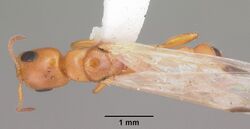 Pseudomyrmex seminole casent0103881 dorsal 1.jpg