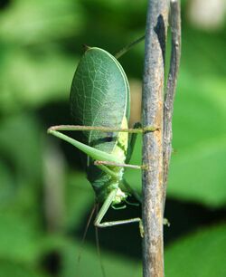 Pterophylla camellifolia (common true katydid) (motel just south of Mammoth Cave National Park, Kentucky, USA) 2 (17065137919).jpg