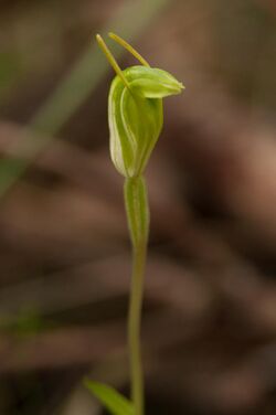 Pterostylis pyramidalis Gnangarra-14.jpg