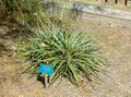 Puya boliviensis - Mildred E. Mathias Botanical Garden - University of California, Los Angeles - DSC02897.jpg