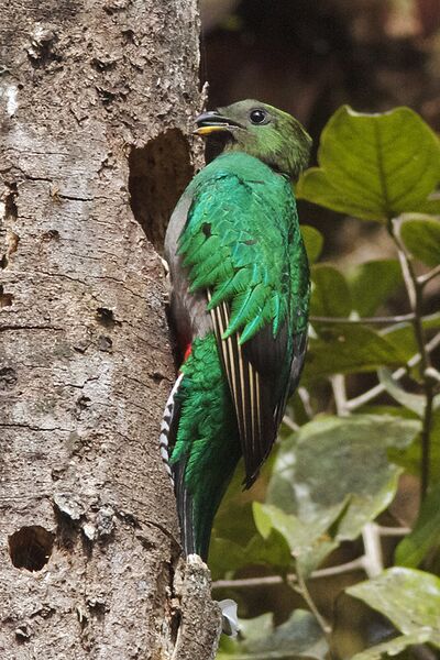 File:Resplendent Quetzal female.jpg