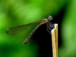 Rhinocypha bisignata female by kadavoor.jpg