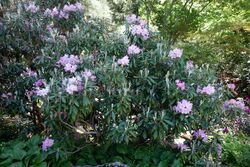 Rhododendron smirnowii - Arnold Arboretum - DSC06893.JPG