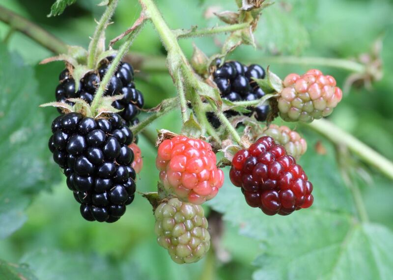 File:Ripe, ripening, and green blackberries.jpg