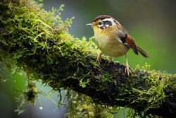 Rufous-winged Fulvetta 0A2A0421.jpg