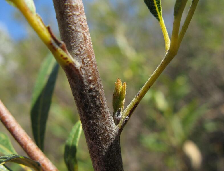 File:Searsia angustifolia (Rhus angustifolia) axillary buds 5540.jpg