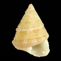 Seashell Jujubinus guphili.jpg