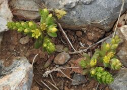 Sedum litoreum RF.jpg