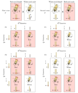 Sex-linked inheritance.svg