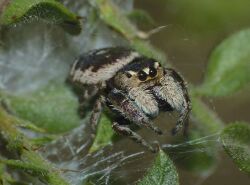 Simaetha thoracica (brown jumping spider).jpg