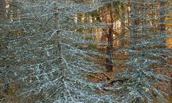 Dead spruces that have succumbed to Cytospora canker found in McIntyre Wild Area, Loyalsock State Forest, Lycoming County, Pennsylvania. Resin oozes from the cankers, solidifying into a thick, whitish mass resembling snow or hoar frost.