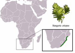 Stangeria eriopus distribution.png