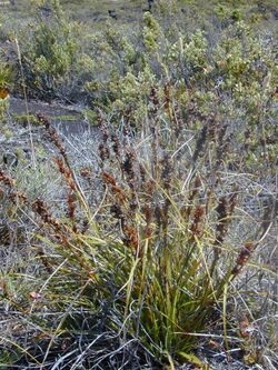 Starr 031001-0122 Morelotia gahniiformis.jpg