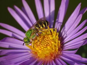 Close-up of a Symphyotrichum novae-angliae flower head with a small sweat bee, the top of the bee is a bright shiny green and the bottom is black and yellow striped