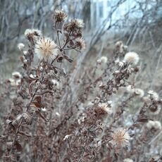 Brownish-gray wintered New England aster plants with large seed heads in the shape of balls